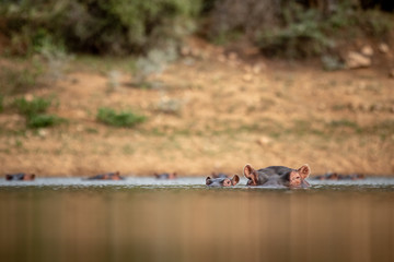 hippopotamus mother and young in the water