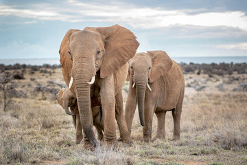 Fototapeta na wymiar African Elephant Mother and two calves