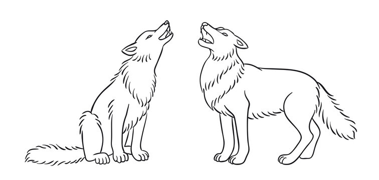 Two howling grey wolves in outlines - vector illustration