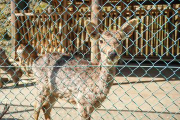 leopard in zoo