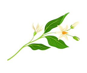 Blossoming Mandarin Tree Branch Isolated on White Background Vector Illustration