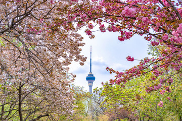 Cherry blossoms in Yuyuantan Park, Beijing, China. Overlooking the CCTV Tower from the cherry...