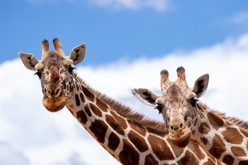 Reticulated giraffe Portrait