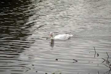 goose swimming in a lake
