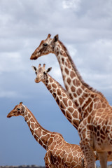 Reticulated giraffe