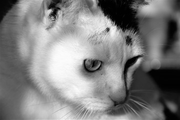 Portret  nostalgiczny kota białego w cieniu. - obrazy, fototapety, plakaty