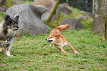 ドッグランで遊ぶ柴犬
