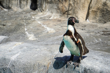 penguin in antarctica