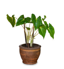 Fototapeta premium green plant in flowerpot on white background.