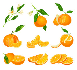 Orange Mandarin Fruit Unpeeled and Skinless with Segments Vector Set