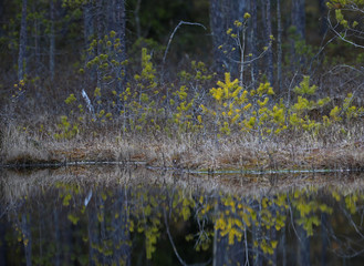 Reflections in the small forest lake 