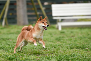 ドッグランで遊ぶ柴犬