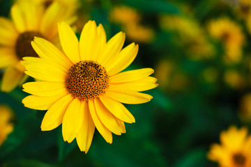 Yellow flowers illuminated by summer sunlight
