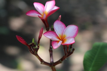 Fototapeta premium Frangapani - Plumeria rubra