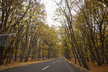 Autumn landscape with road and beautiful colored trees . Road in the autumnal forest . View of road with oak trees alley at autumn .