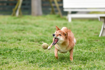 ドッグランで遊ぶ柴犬