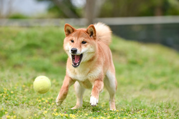 ドッグランで遊ぶ柴犬