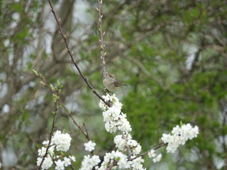 female blackcap (Sylvia atricapilla)