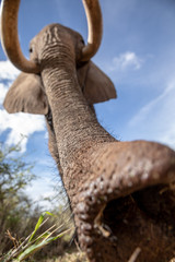 extreme closeup of an African elephant