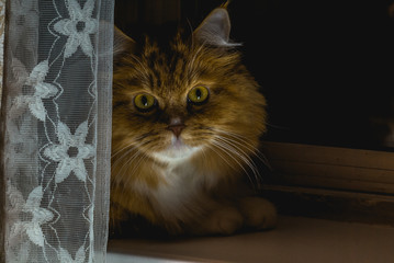 portrait of a red cat lying on a window sill and looking out from behind a curtain. cute yellow eyes look. kitty hiding behind a curtain