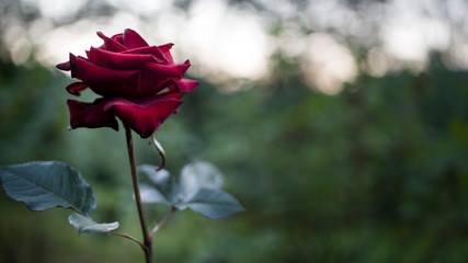 red rose in the garden