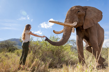 woman and african elephant reaching out to each other