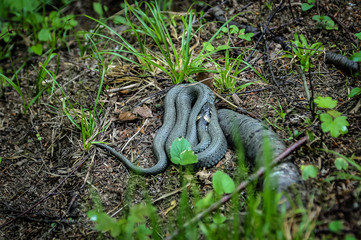 snake in the grass