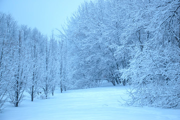 Forest on white snow in the early morning