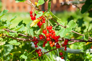 Redcurrant shrub with ripe red berries and bright green leaves in the morning sun close up.