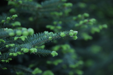 fern in the forest