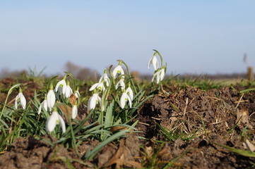 Schneegl&ouml;ckchen 