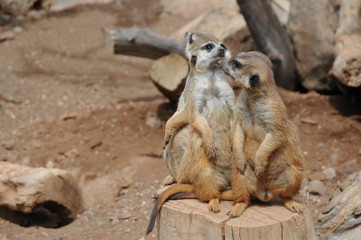 surykatka © Krzysztof