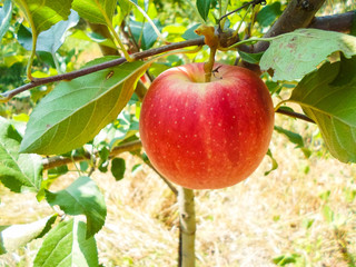 red apples on tree branches. Big apples on the trees in the middle of summer.