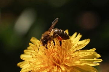 Bee with pollen on the yellow dandelion on the garden