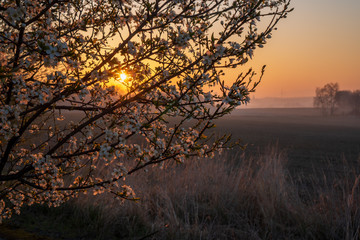 Fototapeta premium sunrise in the fields with blooming cherry tree in front and forest in the background