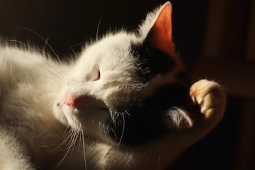 Cute domestic black and white cleaning portaint 