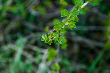 young leaves on a branch. spring bush. flowering sprout