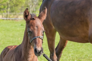 Fototapeta premium Little just born brown horse standing next to the mother, one day old, during the day with a countryside landscape, harness horse, riding horse