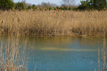 Forest lake with reeds in Ukraine. Two tourists in bright clothes on the opposite shore.