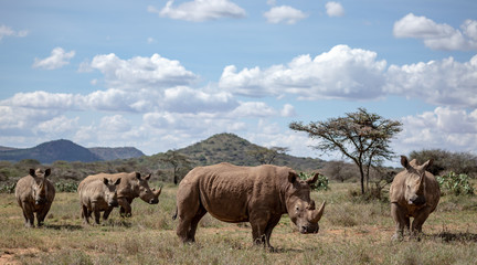 a crash or herd of white rhino