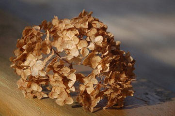 Dried hydrangea flower in sunlight.