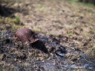 Wehrmacht Rusty M35 Helmet WWII Damaged By Bullets And Shrapnel. Metal Helmet Of German Infantry Wehrmacht Soldier At World War II. 
