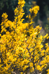 yellow flowers in spring