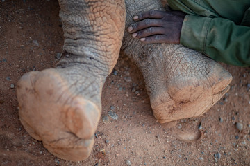 rhino feet © Sacha Specker