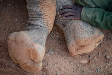 Gardinen Nashorn rhino feet  © Sacha Specker