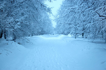 Forest on white snow in the early morning
