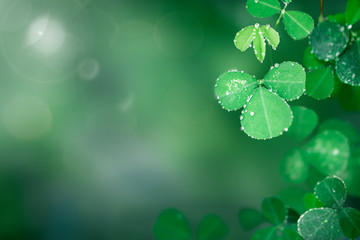 Round leaves