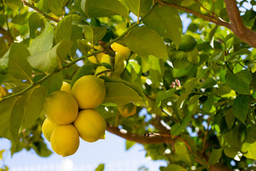 Bunch of fresh ripe lemons on a lemon tree branch in sunny garden.
