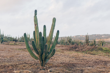 Aruba Cactus