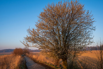 Blossoming cherry tree in spring